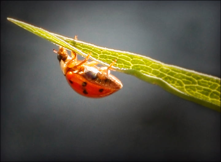 Courage - lady bug on leaf